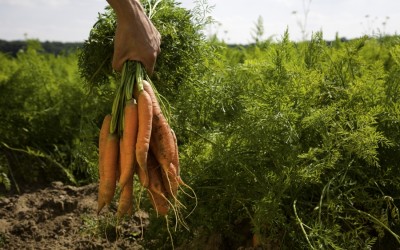 Jak nie kupić produktów, które tylko udają, że są EKO?